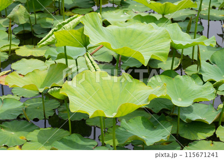 群生するハスの花 115671241