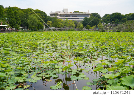 蓮池潭に広がる蓮の花 115671242