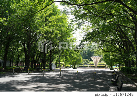 新緑に包まれる公園 115671249