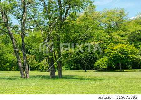 新緑が美しい公園 新緑が美しい公園 115671392