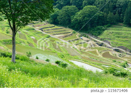 棚田のある風景 115671406