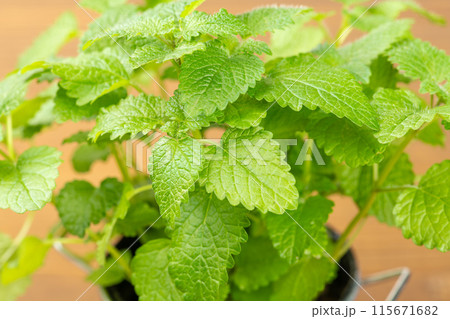 木のテーブルの上にブリキのポットにはいったレモンバームのアップ 115671682