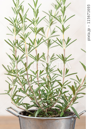 木のテーブルの上にブリキのポットにはいったローズマリー 115671693