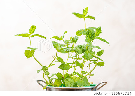 スペアミントのクローズアップ スペアミントのクローズアップ 115671714