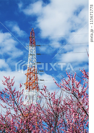 青空に映える紅梅と紅白の鉄塔 115671778