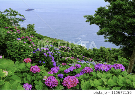 海とアジサイ 海とアジサイ 115672156