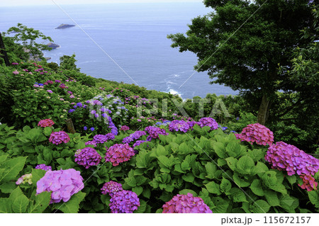 海と紫陽花 海と紫陽花 115672157