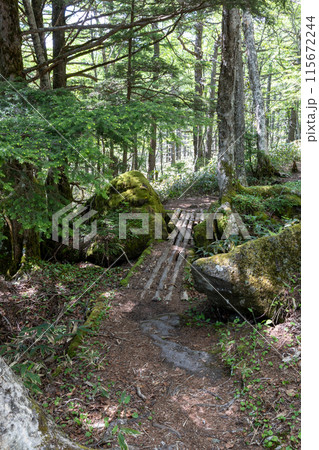 池の平湿原へのルート東歩道 池の平湿原へのルート東歩道 115672244