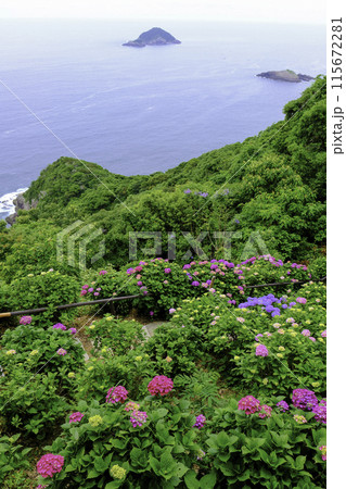 海を見下ろすアジサイ園（縦）1 115672281