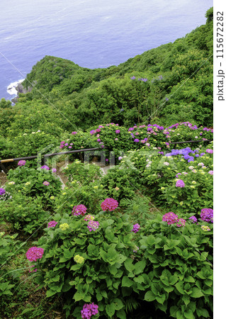 海を見下ろすアジサイ園(縦)2 海を見下ろすアジサイ園(縦)2 115672282