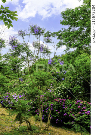 アジサイとジャカランタ（縦） 115672284