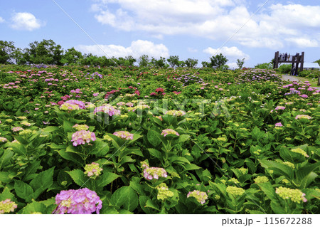 桃源郷岬紫陽花園 桃源郷岬紫陽花園 115672288