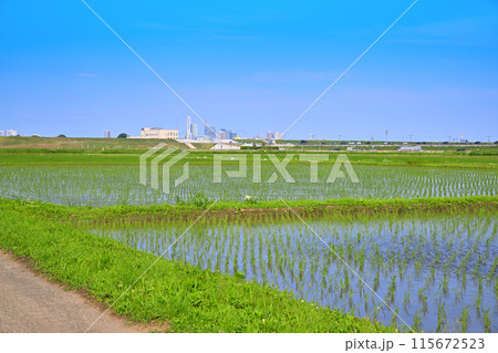 田植え後の水田 地元景観 田園風景 さいたま新都心方面 田植え後の水田 地元景観 田園風景 さいたま新都心方面 115672523