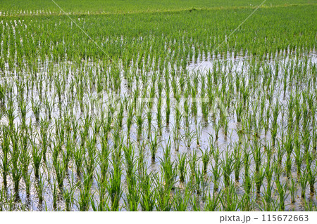 田植え後の水田　日照り　水不足　さいたま市 115672663