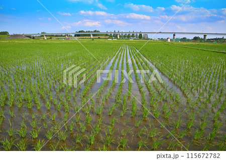 田植え後の水田　治水橋　田園風景　さいたま市 115672782