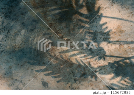 tree shadow on cement floor 115672983