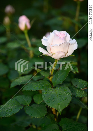 朝露と薔薇（ミシェル・メイアン）_4023 115673316