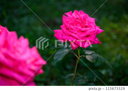 朝露と薔薇（バラ・マリアカラス）_4139 115673329
