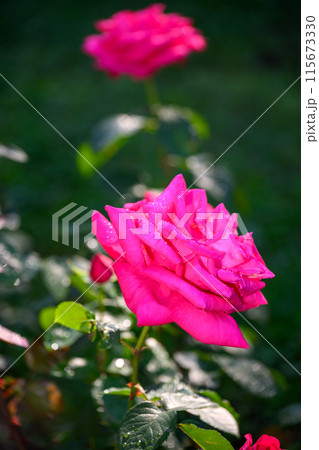 朝露と薔薇(マリアカラス)_4142 朝露と薔薇(マリアカラス)_4142 115673330