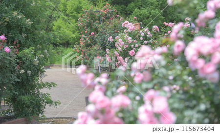 ピンクのバラ咲くバラ園 115673404