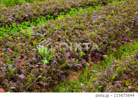 Red mizuna plants growing in the garden Red mizuna plants growing in the garden 115673644