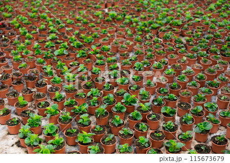 Many flower pots with evergreen begonias Many flower pots with evergreen begonias 115673679