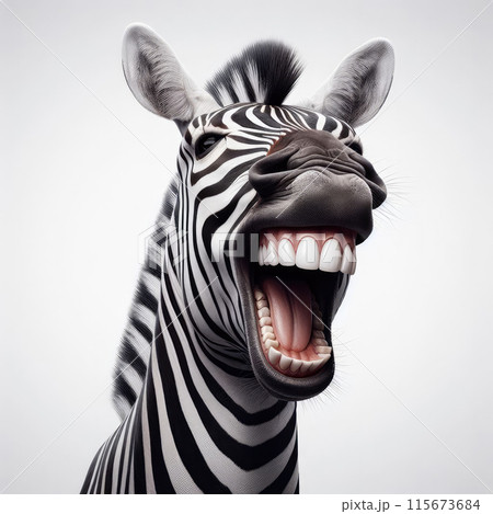 Smiling zebra portrait on a white backgroundのイラスト素材 [115673684] - PIXTA