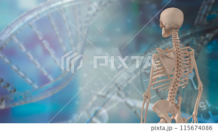 The skeleton for education or health concept 3d rendering. The skeleton for education or health concept 3d rendering. 115674086