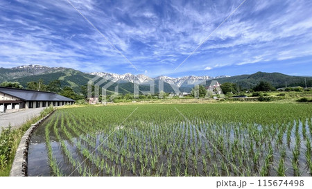 【長野県 白馬】新緑と白馬三山と田園風景 115674498