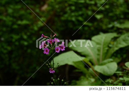 ちくさ高原のクリンソウ群生 ちくさ高原のクリンソウ群生 115674811