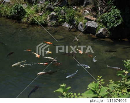 錦鯉鯉がいっぱい 錦鯉鯉がいっぱい 115674905
