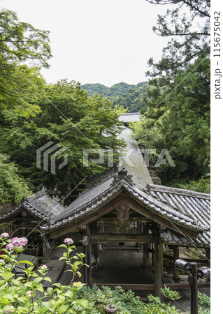 6月の長谷寺(奈良県) 登廊の屋根とアジサイ 6月の長谷寺(奈良県) 登廊の屋根とアジサイ 115675042