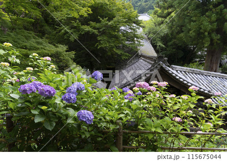 6月の長谷寺（奈良県）　登廊の屋根とアジサイ 115675044