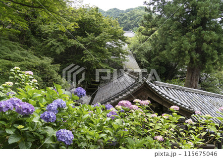 6月の長谷寺(奈良県) 登廊の屋根とアジサイ 6月の長谷寺(奈良県) 登廊の屋根とアジサイ 115675046