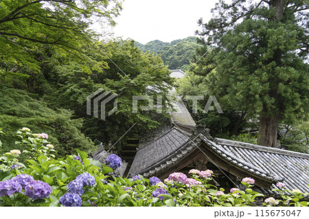 6月の長谷寺(奈良県) 登廊の屋根とアジサイ 6月の長谷寺(奈良県) 登廊の屋根とアジサイ 115675047