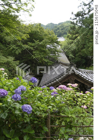 6月の長谷寺(奈良県) 登廊の屋根とアジサイ 6月の長谷寺(奈良県) 登廊の屋根とアジサイ 115675048