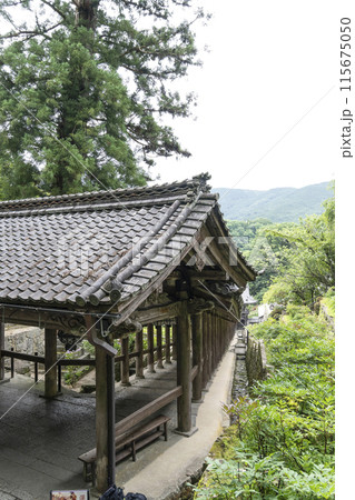 6月の長谷寺(奈良県) 登廊 6月の長谷寺(奈良県) 登廊 115675050
