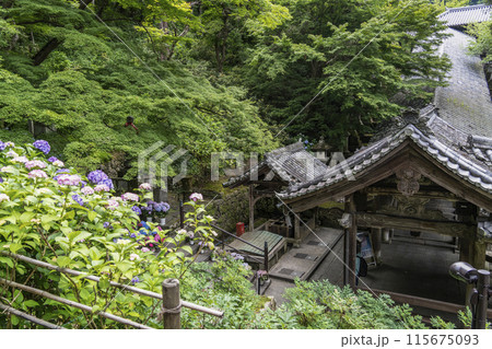 6月の長谷寺（奈良県）　登廊の屋根とアジサイ 115675093