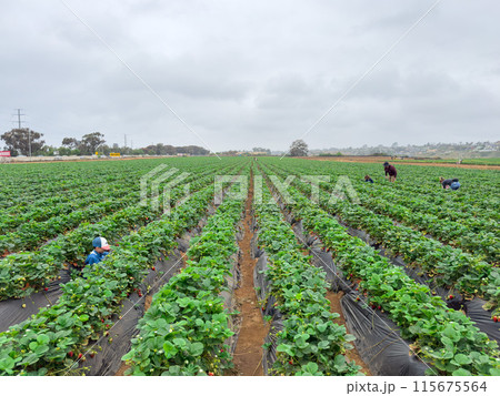 Strawberry picking in strawberry field on fruit farm.  115675564
