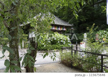6月の長谷寺(奈良県)開山堂前に咲くアジサイ 6月の長谷寺(奈良県)開山堂前に咲くアジサイ 115675646