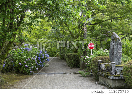 6月の長谷寺（奈良県）境内のアジサイ 115675730