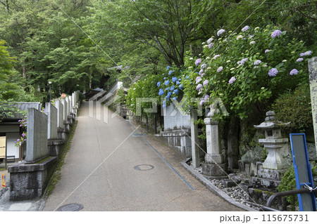 6月の長谷寺（奈良県）境内のアジサイ 115675731