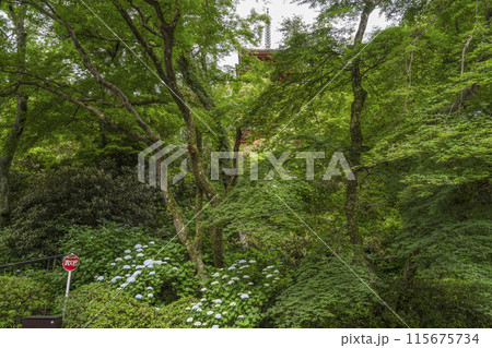 6月の長谷寺（奈良県）境内のアジサイ 115675734