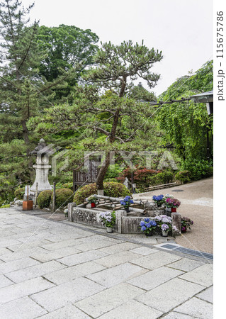 6月の長谷寺(奈良県)境内 6月の長谷寺(奈良県)境内 115675786