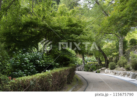 6月の長谷寺（奈良県）境内 115675790