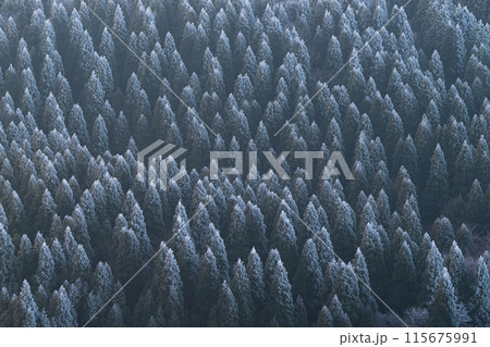 冬の森の風景 115675991