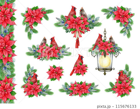 Vintage style winter floral decor set with red cardinal birds. Watercolor illustration. Christmas festive painted decor with conifer, berries, poinsettia, birds. Winter collection on white background 115676133