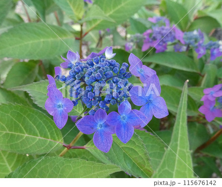 梅雨の時期に可憐な藍色の花を咲かせる、ヤマアジサイ・藍姫の写真 115676142