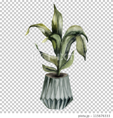 Green plant in grey patterned pot watercolor illustration. Urban jungle concept illustration for logo, branding,invitation,print,card. Boho style interior Green plant in grey patterned pot watercolor illustration. Urban jungle concept illustration for logo, branding,invitation,print,card. Boho style interior 115676333