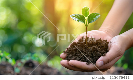 Hands holding a young plant in soil Hands holding a young plant in soil 115676411
